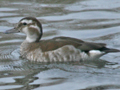 Ringed Teal